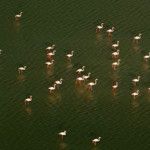 Flamingoların 19 Saniyelik Görsel Şöleni