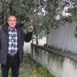 Nisan Yağmurları Balıkesir'de Zeytin Üreticisini Sevindirdi