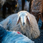 Kurban bağışında "sahte dernek" riski