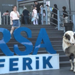 Kurbanlık Koçuyla Teleferik Gezintisi