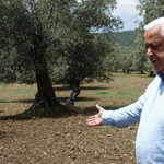 Edremit Körfezi’nde Zeytinlikler İçin Yangın Uyarısı