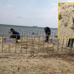 Marmara Denizi Kıyısında Kum Zambağı Bulundu: Koparmanın Cezası 699 Bin TL