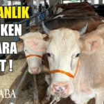 Kurbanlık Seçerken Bunlara Dikkat Edin!