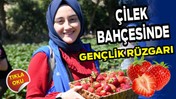 Çilek Bahçesinde Gençlik Rüzgarı