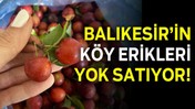 Balıkesir’de Köy Erikleri Vatandaşların Gözdesi