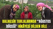 Balıkesir Tarlalarında “Ağustos Böceği” Hikâyesi Dilden Dile