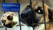 Balıkesir'de Köpek Eti Tüketildiği İddiası Gerçekmiş!