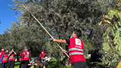 Edremit'te Öğrenciler Kızılay İçin Zeytin Topladı