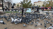 Paşa Camii Önünde Güvercinlerle Sessiz Bir Dostluk