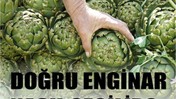 Balıkesir'de Enginar Seçme İpuçları