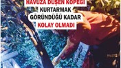 Havuza Düşen Köpek İçin Zamanla Yarış