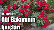 Balıkesir'de Gül Bakımı Nasıl Yapılır?