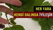 Yarasına Merhem Kendi Dalında
