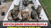 Büyükşehir dokunuşuyla Edremit’teki can dostlara sıcak yuva