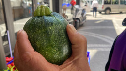 Dolmalık Kabaklar Manav Tezgâhlarında Yerini Aldı!