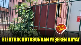 Elektrik Kutusundan Yeşeren Hayat
