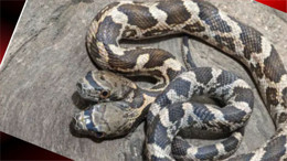 Çift başlı yılan tedirgin etti