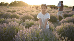 Binlerce Kişi Mor Tarlalara Akın Etti!