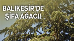 Altıeylül’deki Mezleği Ağacı Bilim Dünyasının Gündeminde