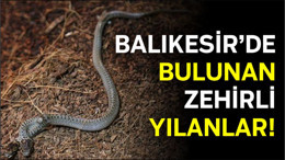 Balıkesir’de Ne Tür Zehirli Yılan Bulunur?