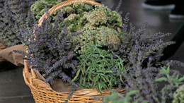 Balıkesir’in Aromatik Bitkileri Nedir?