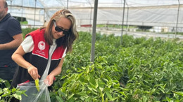 Edremit'te hasat öncesi biberlerde pestisit denetimi yapıldı