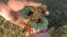 Balıkesir'de görüntülenen benekli kırlangıç balığı viral oldu