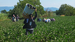 Balıkesir Gönen'de patlıcan hasadı başladı
