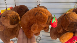 Balıkesir’de Kapibara Çılgınlığı!