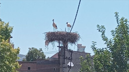 Bigadiç’te Leylek Çifti Yüzleri Güldürdü!