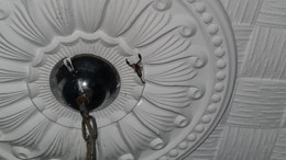 Balıkesir'de avizeye tırmanan zehirli akrep paniği