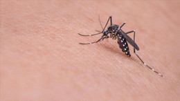 Chikungunya Virüsü Nedir? Nasıl Bulaşır, Belirtileri Nelerdir? Türkiye'de Görüldü mü?