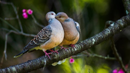 Bursa ve Balıkesir'de yüzlerce üveyik telef oldu! Bir de 25 gün sonra avlayacaklar!