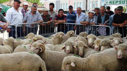 Kepsut'ta Kurayla Damızlık Koç Dağıtıldı
