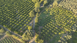 Balıkesir'de incir bahçeleri dron ile korunuyor