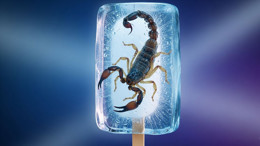 Balıkesir Merkezde Akrep Alarmı: Evlerde Görülmeye Başladı