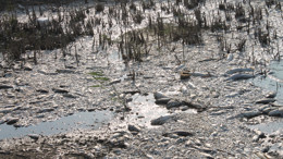 Balıkesir'in Manyas Gölü'ndeki toplu balık ölümleriyle ilgili inceleme başlatıldı
