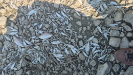 Manyas Gölü’nde toplu balık ölümleri: Kuş Cenneti tehlikede