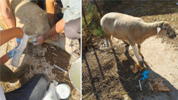 Sındırgı’da Depremden Etkilenen Koyunun Son Hali