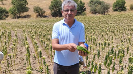 Balıkesir’de Tütün Üretimi Eriyor: Tekel’in Kapanmasıyla Değişen Dengeler