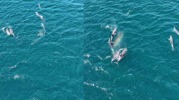 Balıkesir Sahillerinde Yunuslar Dronla, Lüferler Karadan Görüntülendi