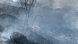 Kuşcenneti Yakınlarında Yangın! Otluk Alan Alev Aldı