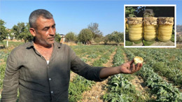 Üreticiye Enginar Şoku: Balıkesir’de Kavanozda 60 TL’ye Satılıyor