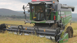 Manyas'ta çeltik hasadı başladı