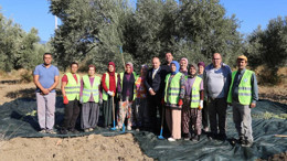 Edremit’te Zeytin Hasadı Başladı
