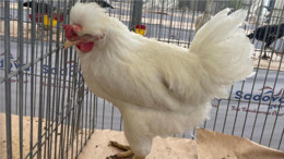 Balıkesir’deki Bu Tavuklar Altın Değerinde!