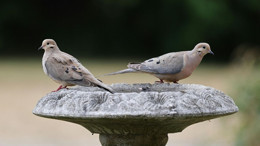 Kuşlar Neden Tuhaf Davranıyor? İnsanlık İçin Ne Anlama Geliyor?