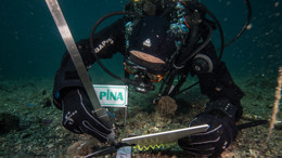 Marmara'da Bebek Pina Sayısı Artıyor