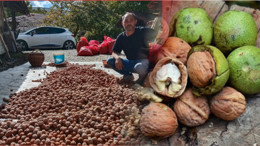 Bigadiç’te Yerli Aşı Cevizi Sezonu Başladı: Yaş ve Kuru Çetnır Ceviz Satışları Hızla Artıyor