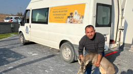 Bigadiç'te "Karaca" Yaralı Bulundu